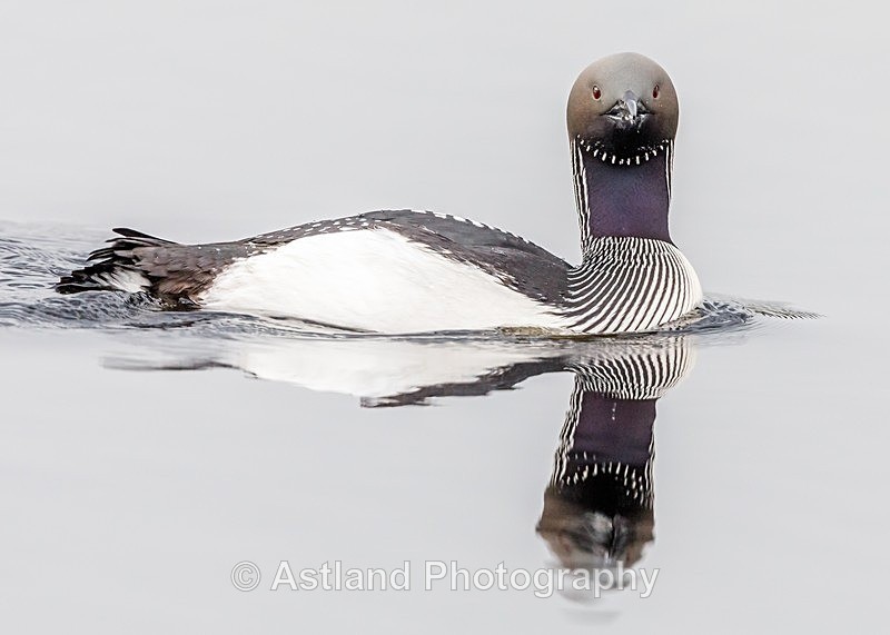Astland Photography, Bird and Wildlife Images, Susan and Peter Wilson, U.K.