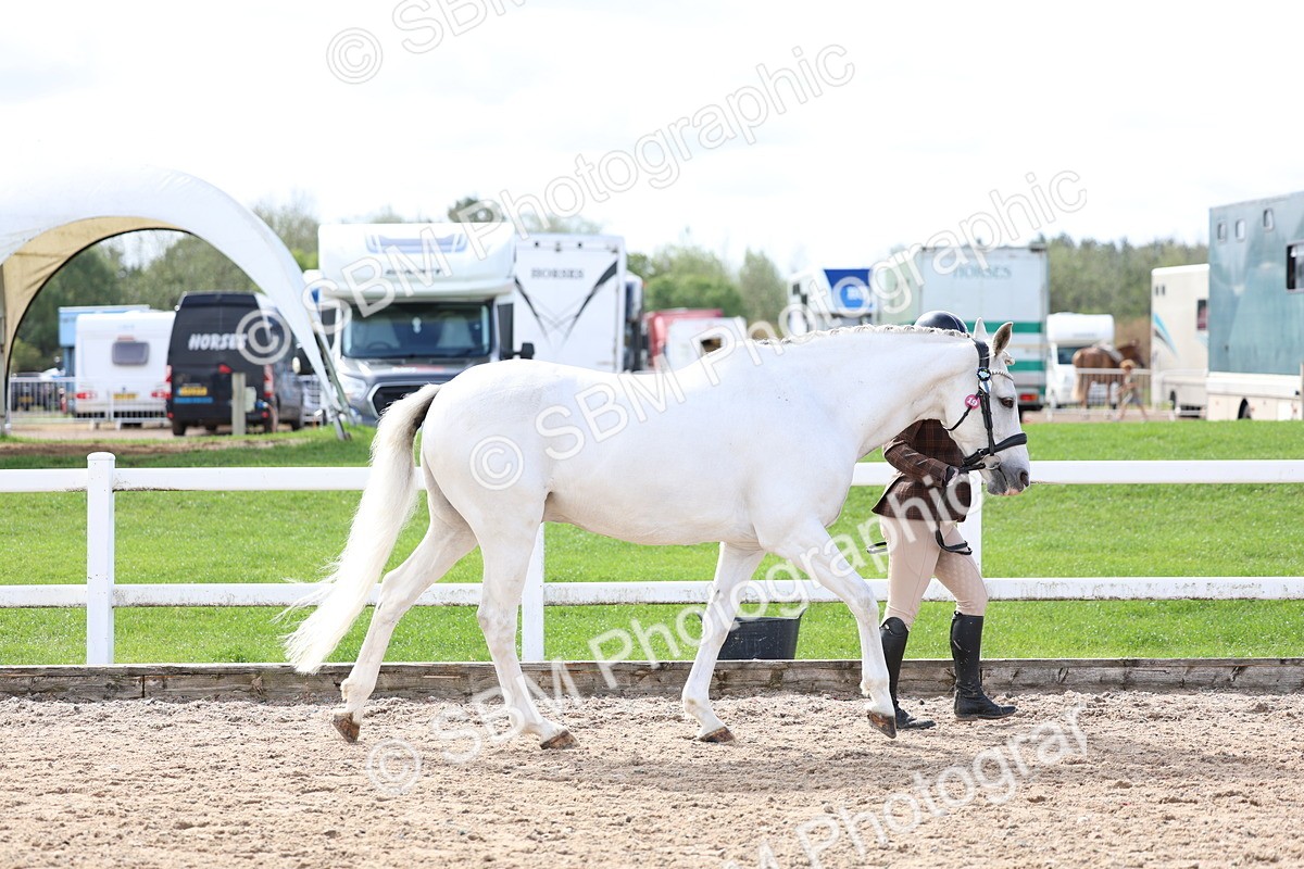 SBM_01897 - Class 18 - Handsomest Gelding - IH or Ridden