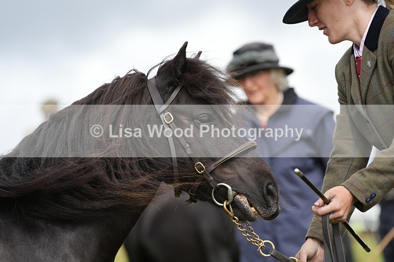 DSC05390 - Class 49: NPS Shetland 4 years and over