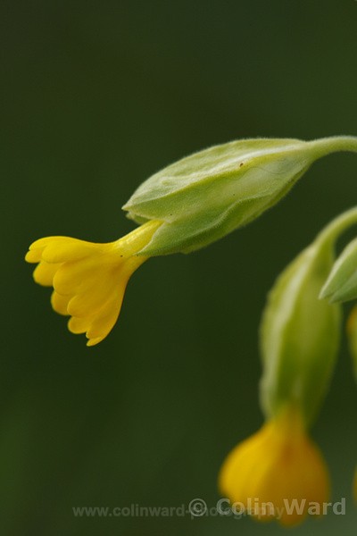 Cowslip. Ref 2003 - macro and nature.