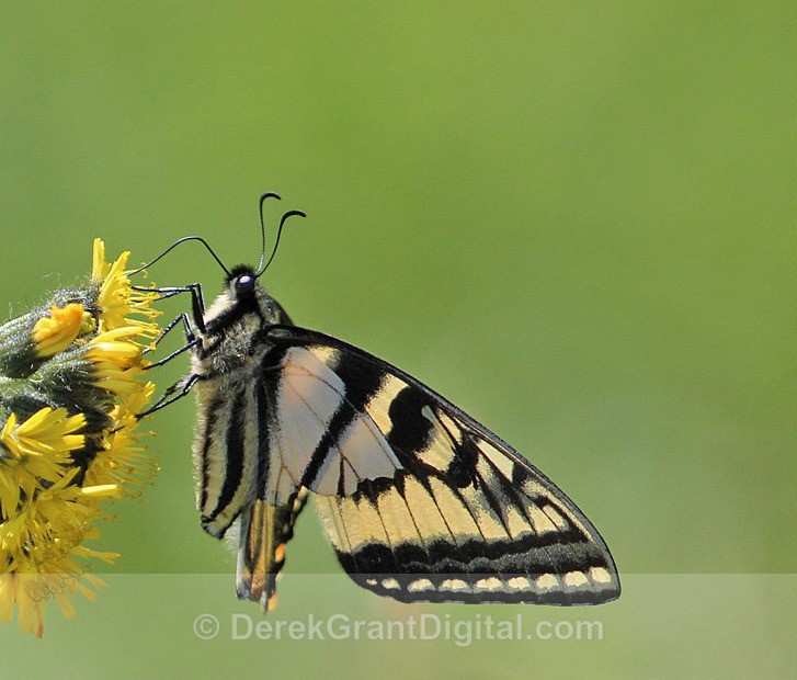 Canadian Tiger Swallowtail - Butterflies & Moths of Atlantic Canada