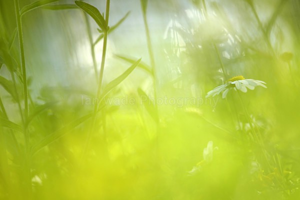  - Wild Flowers,  plants & Fungus photography, Great Britain
