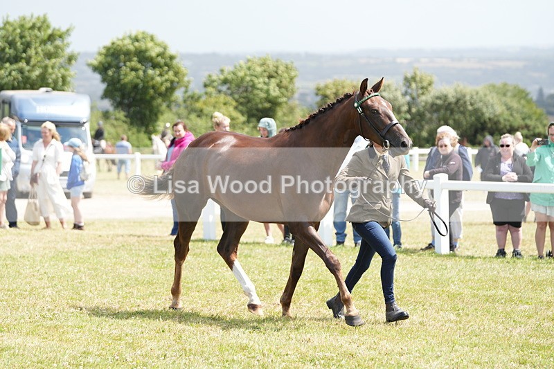 DSC06235 - Class 54: Hunter/Riding Horse/Hack 1 & 2 yr olds