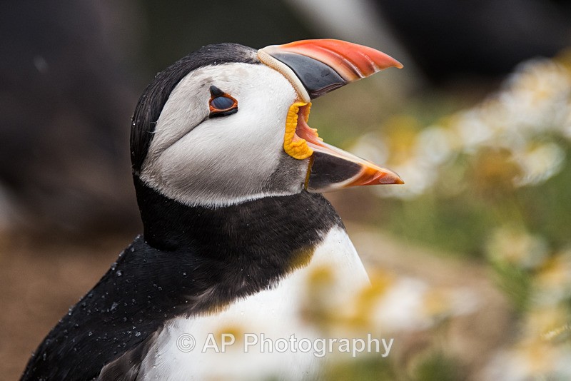 ACP_0003-1 - Puffins on Skomer Island