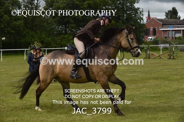 JAC_3799 - 65cm WORKING HUNTER