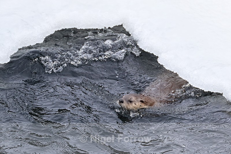River Otter surfaces after dive under ice, Yellowstone National Park - Otter