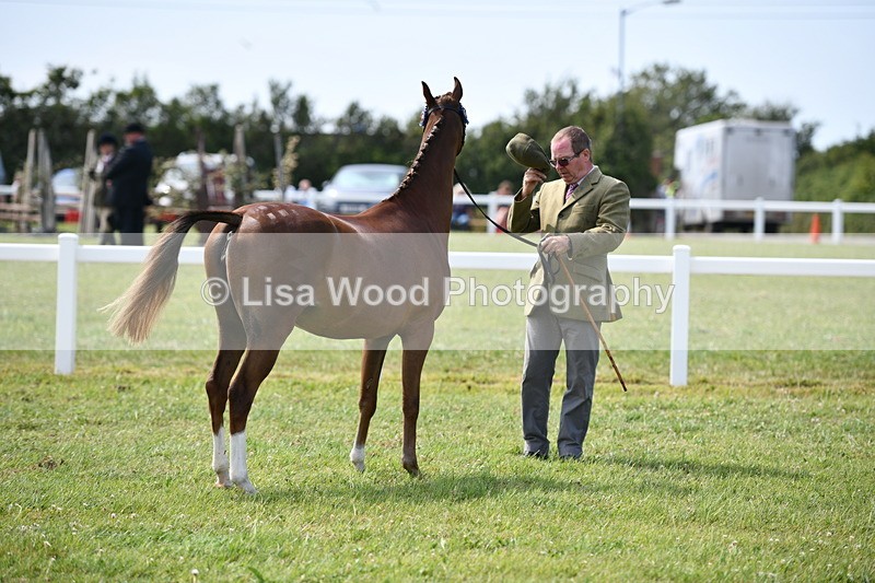 DSC_8269 - Class 68: Part Bred In Hand M & M