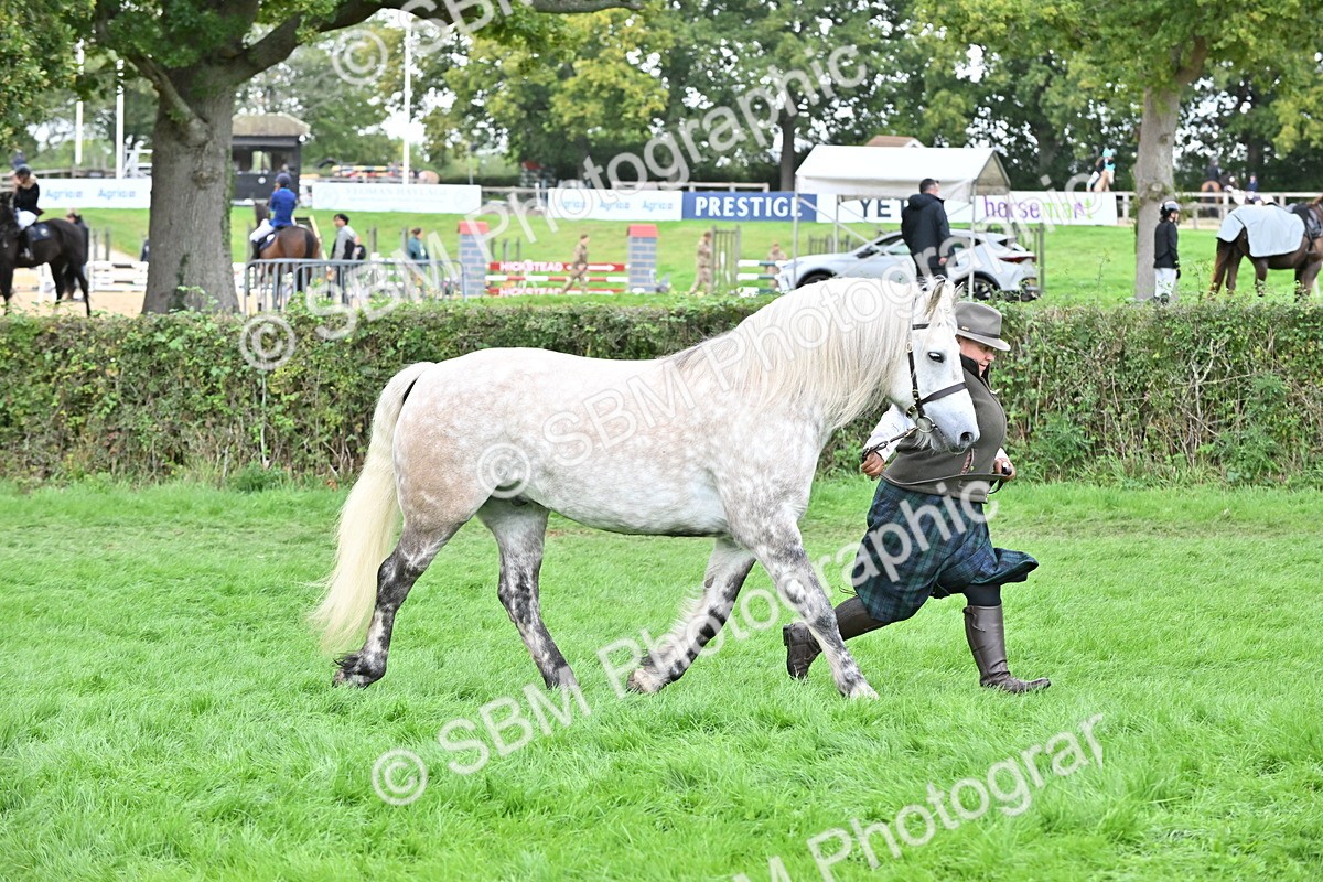 SBM_63254 - S49 - Mountain & Moorland In Hand Large Breeds