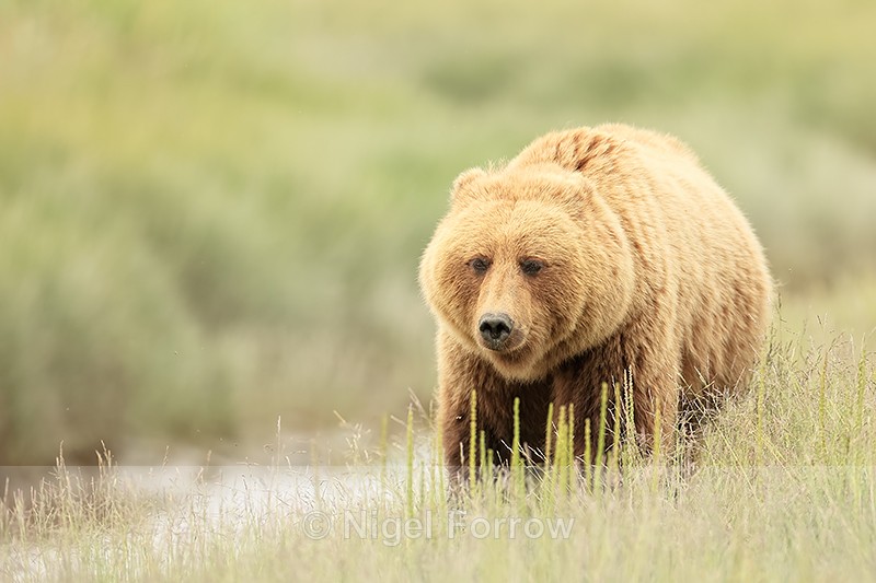 Brown Bear (female) in meadow by stream, Silver Salmon Creek, Alaska - Brown Bear
