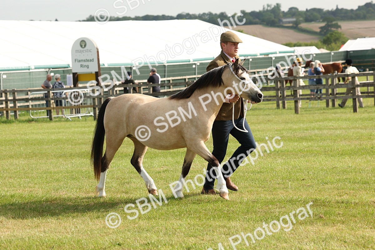 SBM_00552 - Class 6-13 - Mountatin and Moorland In Hand Welsh Breeds