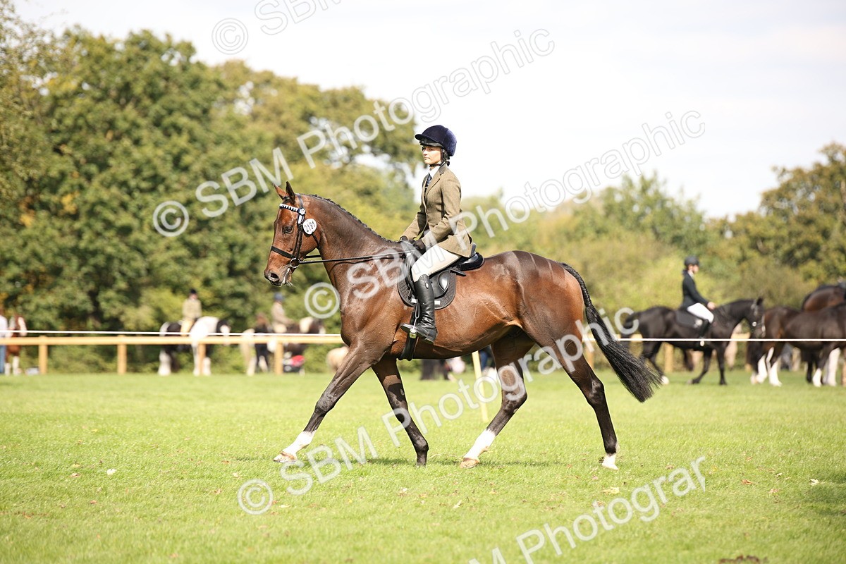 SBM_65934 - S64 - Riding Horse & Hack & Thoroughbred Ridden