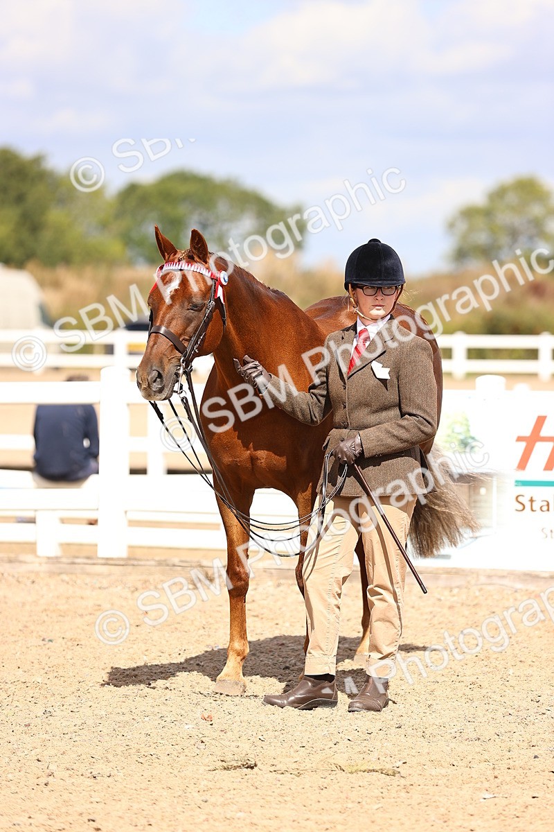 SBM_14295 - Class 411 - Prettiest Mare (IH OR Ridden) Adult