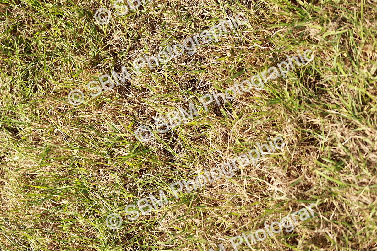 SBM_01726 - Class 14-23 - Mountain & Moorland In Hand Non Welsh