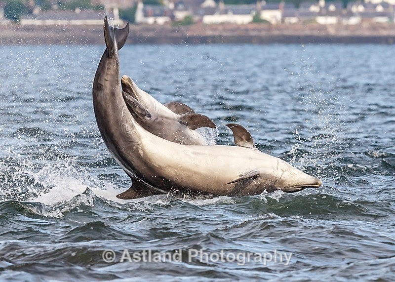 Astland Photography, Bird and Wildlife Images, Susan and Peter Wilson, U.K.