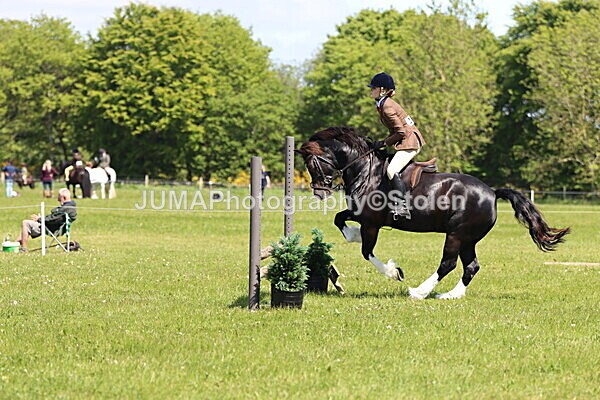 IMG_3695 - Working Hunter