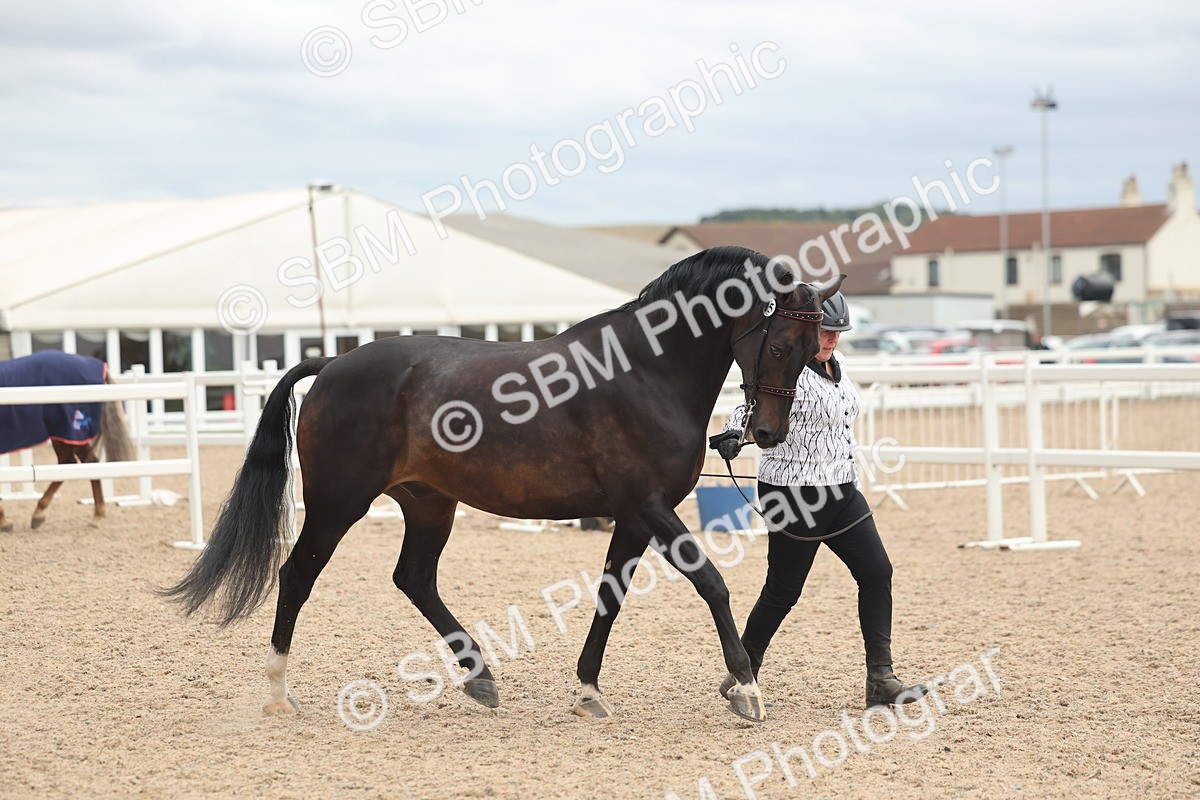 SBM_19245 - Class 317 - IH Pure Bred Horse-Pony