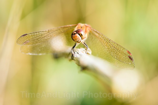 Male Common darter - Dragonflies & Damselflies