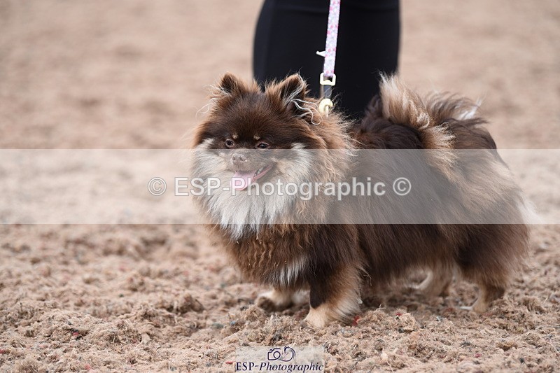 240518A-112420-00783 - Cls 1 Cutest Puppy