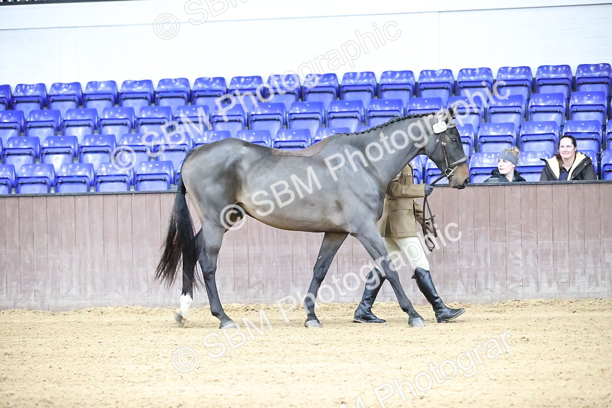 SBM_5178 - Class 39 - In Hand Gelding