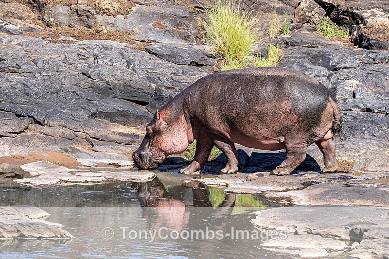 Hippo - Mara North ~ Other Mammals