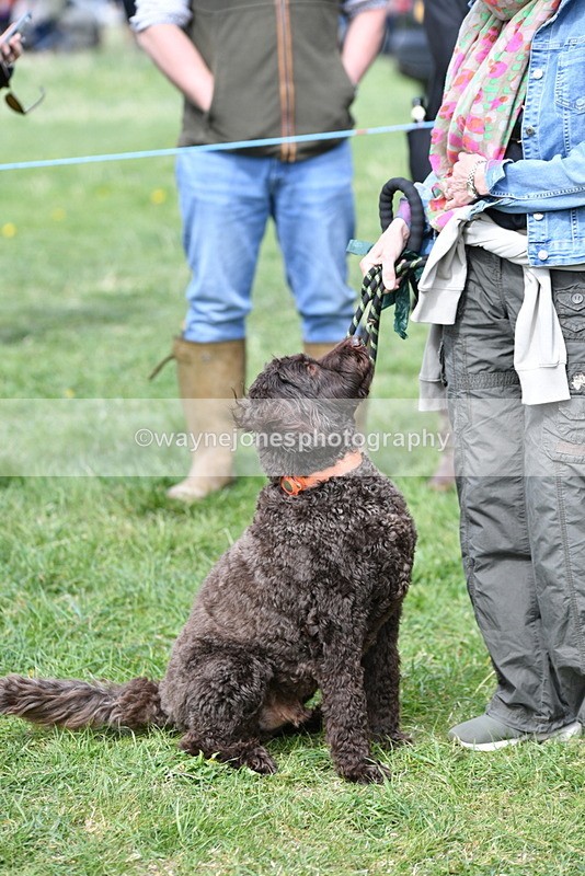 WJ5_9721 - Class 3 Most Handsome Dog