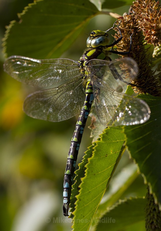 Southern Hawker Dragonfly, Cheshire - DRAGONFLY & DAMSELFLY GALLERY