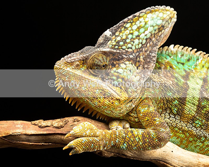20140120-3K8A8342 - Lizards