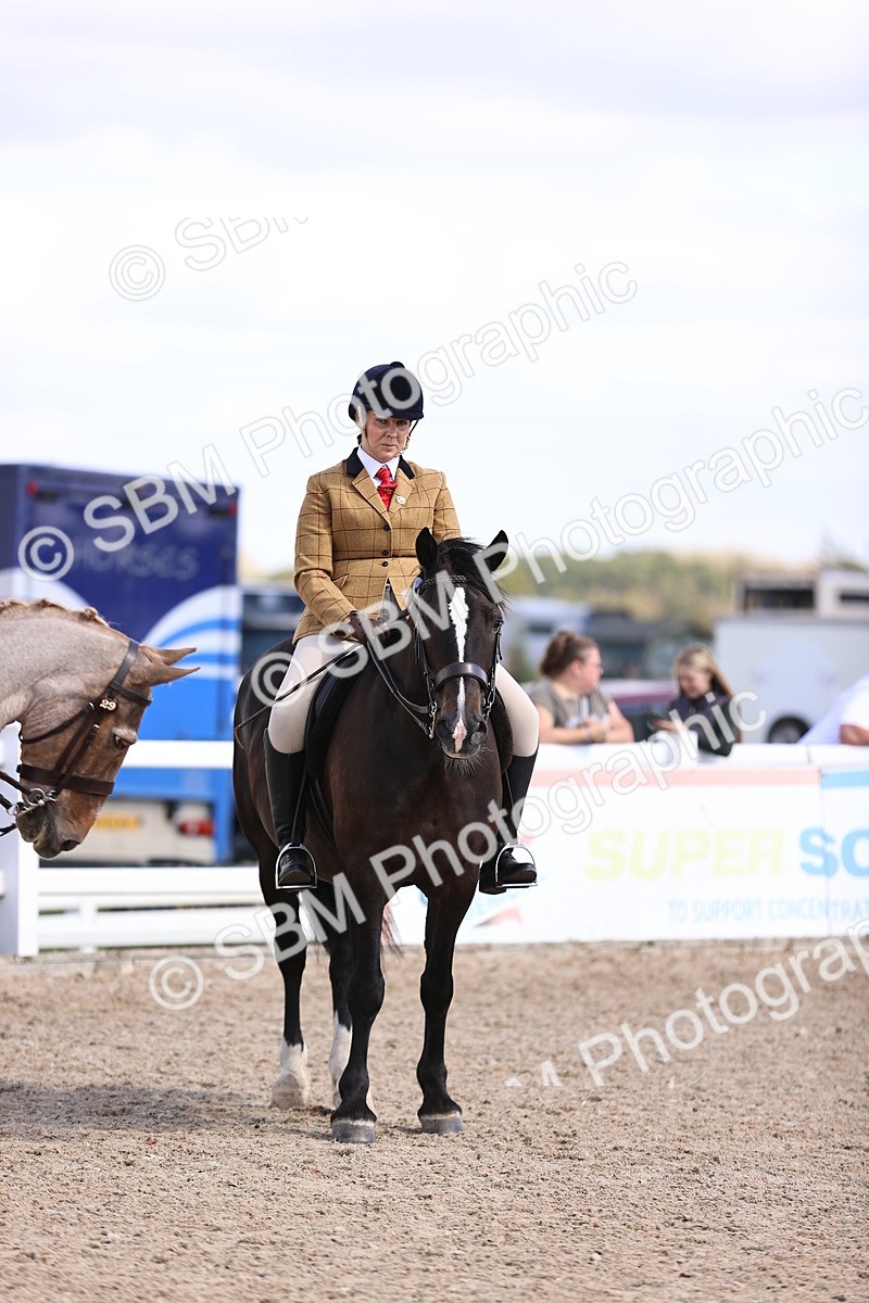 SBM_14398 - Class 412 - Handsomest Gelding (IH or Ridden)Adult