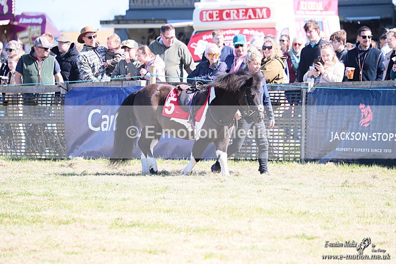 Shet 060426 7 - Shetland Pony Racing Paxford Races Easter Mon 06/04/26
