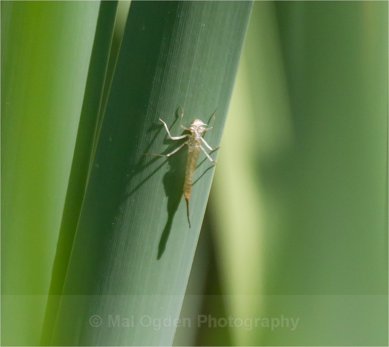 larval moult - Flora & Fauna