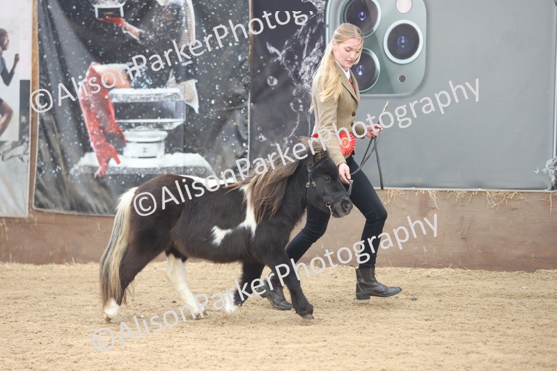 20251109-0215 - Class 10 - Yearling, Colt, Filly or Gelding