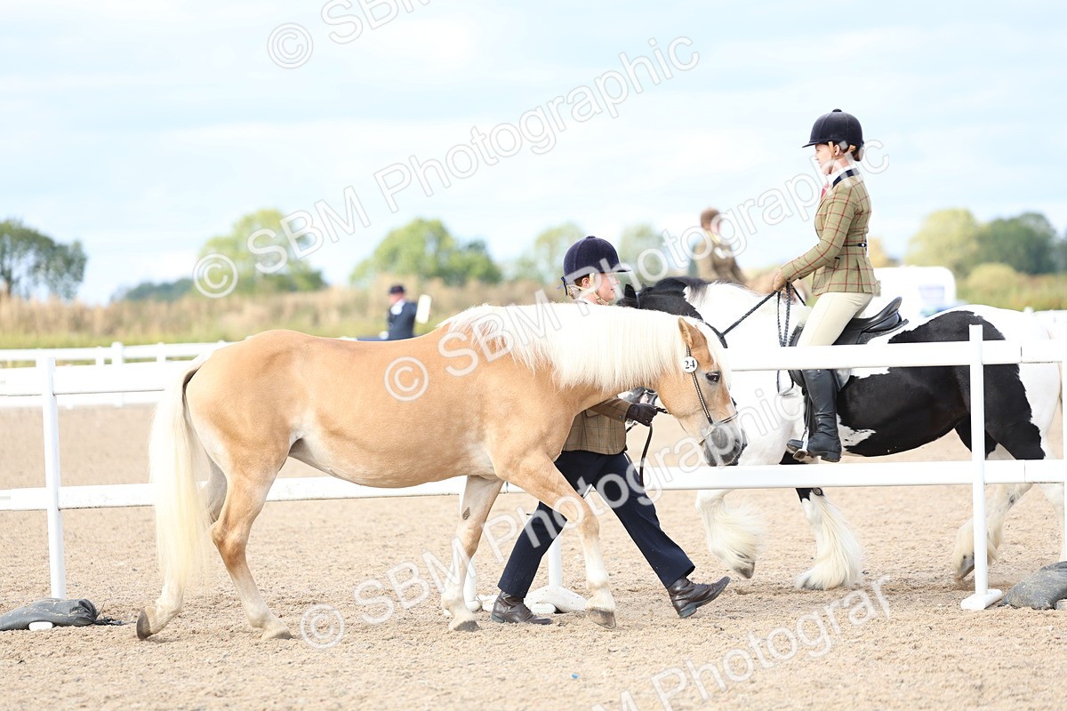 SBM_18676 - Class 317 - IH Pure Bred Horse-Pony