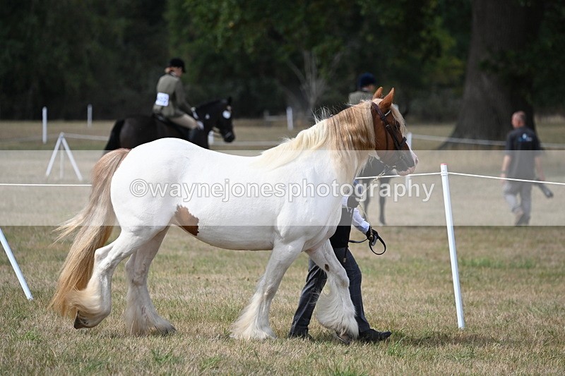 WJ6_6436 - Class 20 In-hand Cob