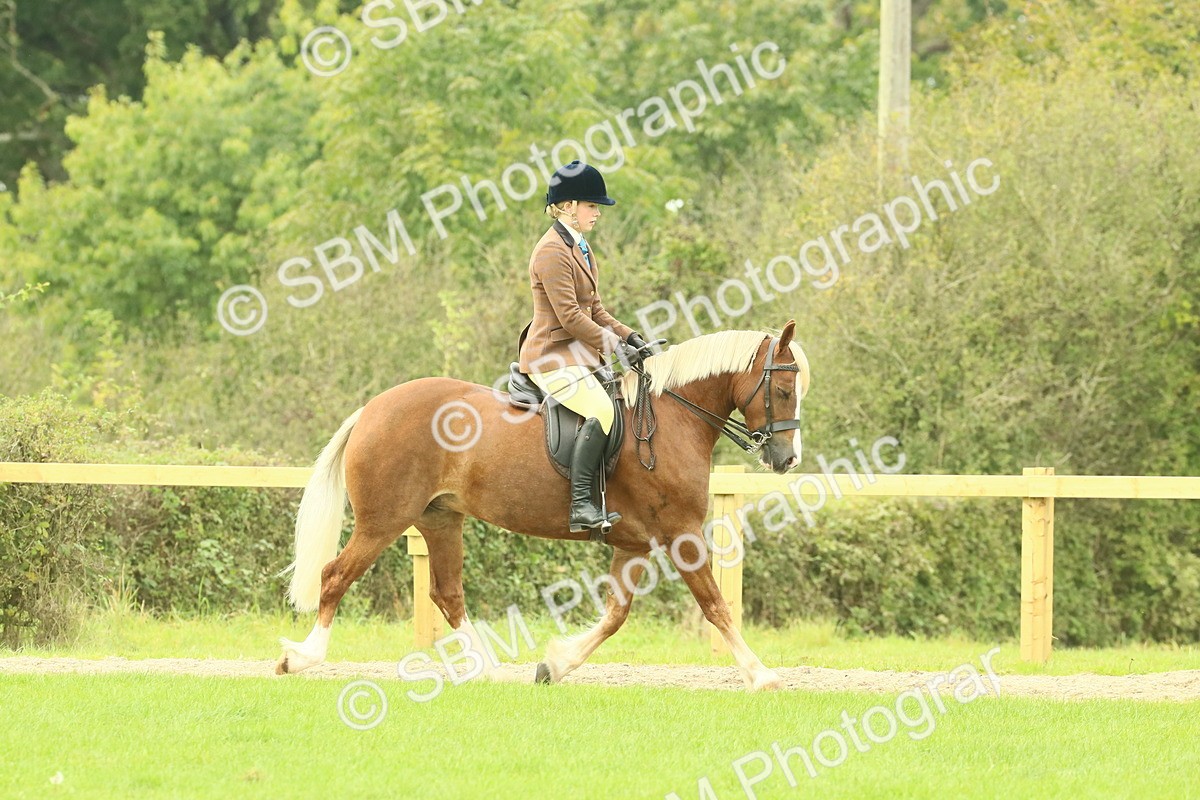 SBM_71851 - S60 - Mountain & Moorland Ridden Large Breeds