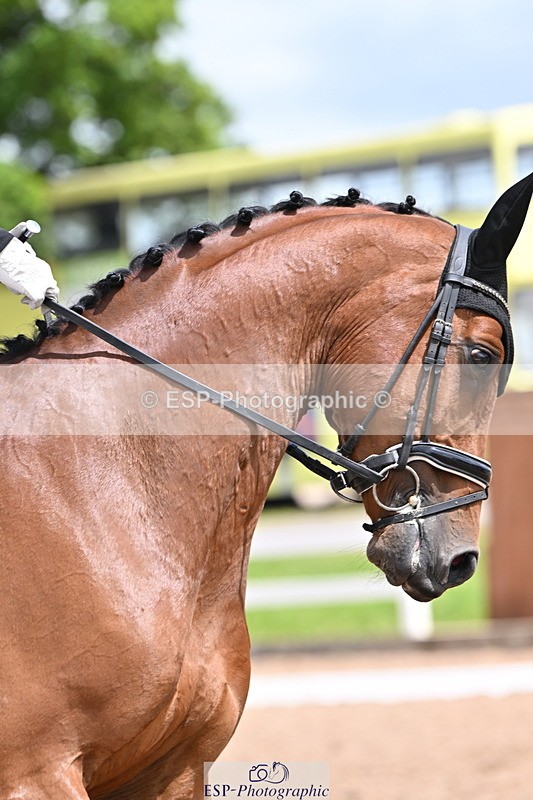 240622A-125431-10422 - Cls 29 BD Elementary 45