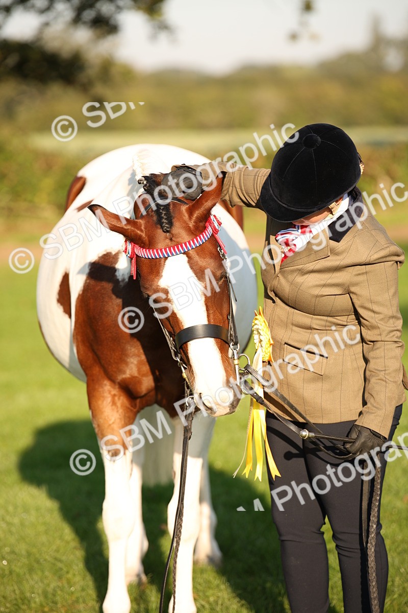 SBM_56930 - S49 - Riding Horse & Hack & Thoroughbred In Hand