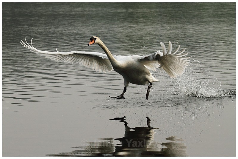 Bouncing Bomb - The British Wildlife Photography Awards 2009 to 2014