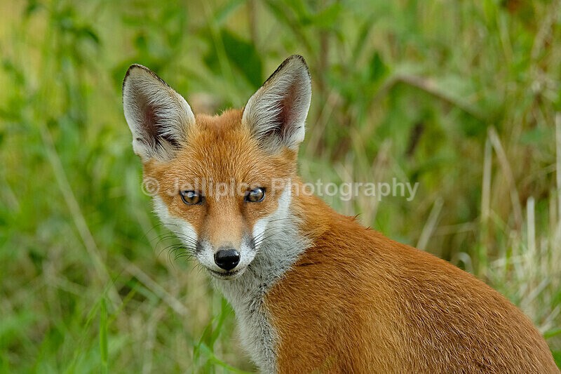  - Wildlife and Nature