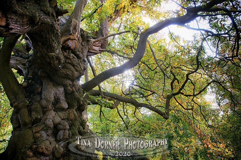 Autumn Forest of Dean. Tina Dorner Photography