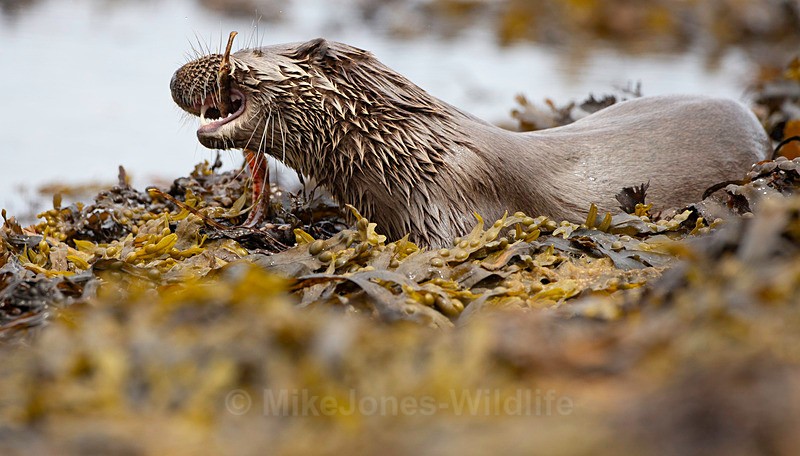 OTTER, ISLE OF MULL, SCOTLAND - OTTERS, ISLE OF MULL, SCOTLAND