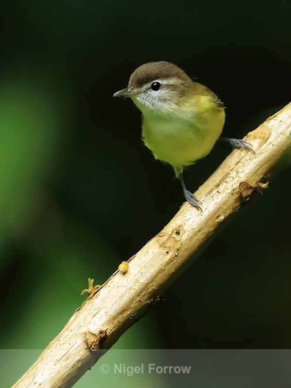 Brown-capped Vireo, Pipeline Trail, Boquete, Panama - Brown-capped Vireo