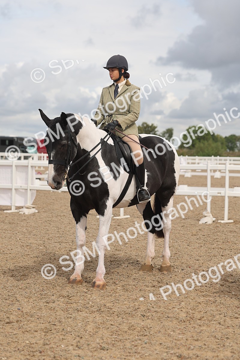 SBM_04452 - Class 18 - Handsomest Gelding (IH or Ridden)