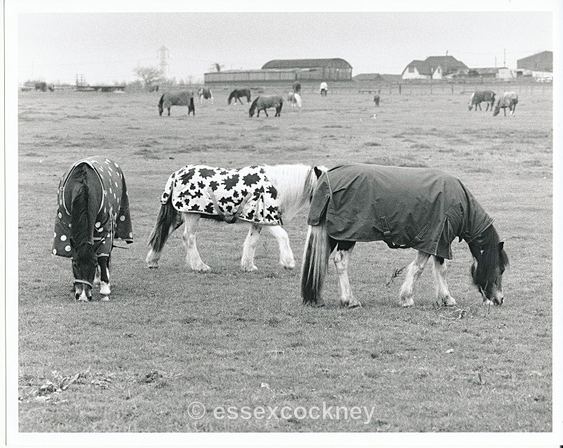  - Local residents of the hairy kind Benfleet and Essex