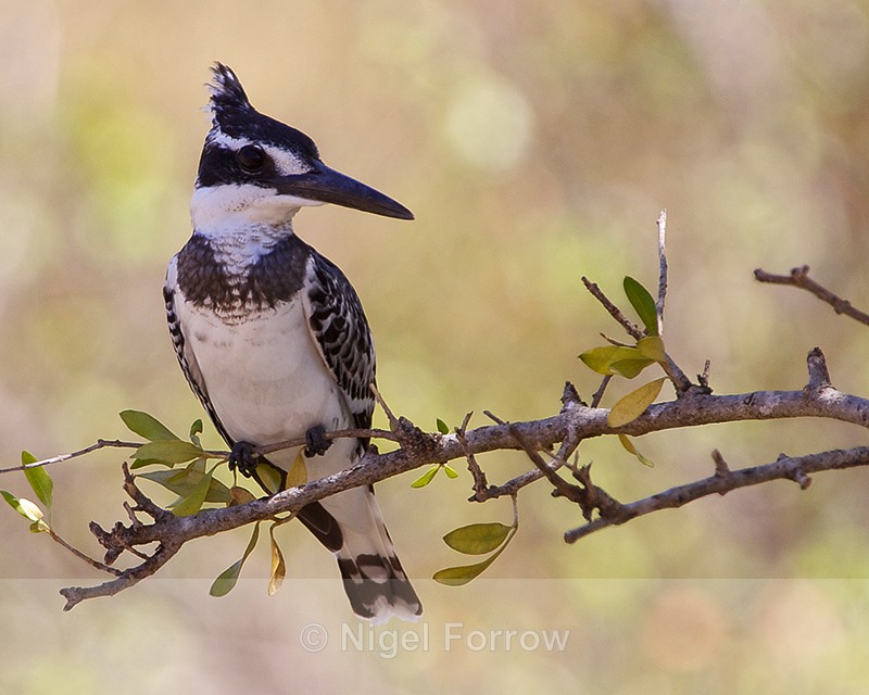 Pied Kingfisher (female) perched on a branch - Pied Kingfisher