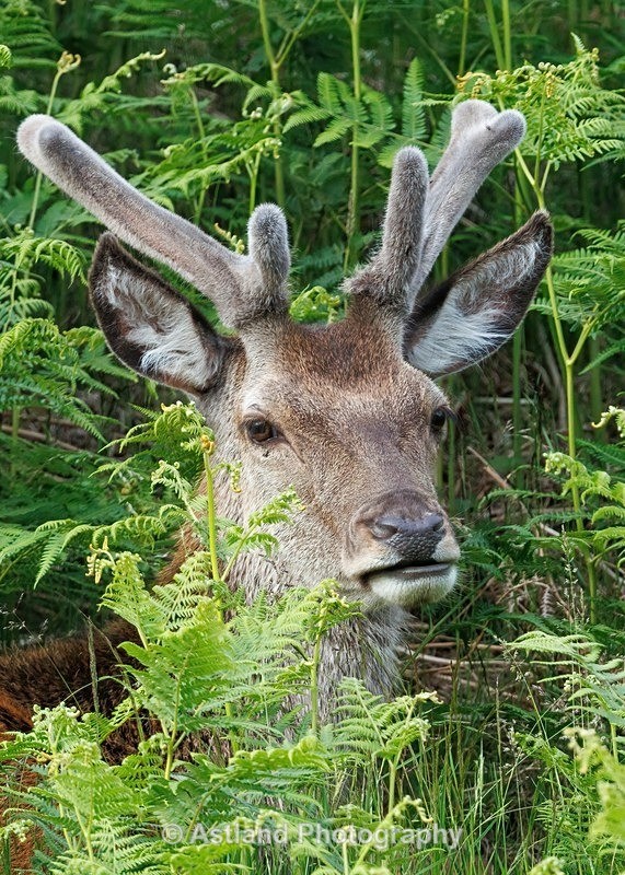 Red Deer - Latest Images