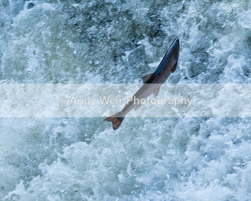20110930-_MG_6578 - Fish