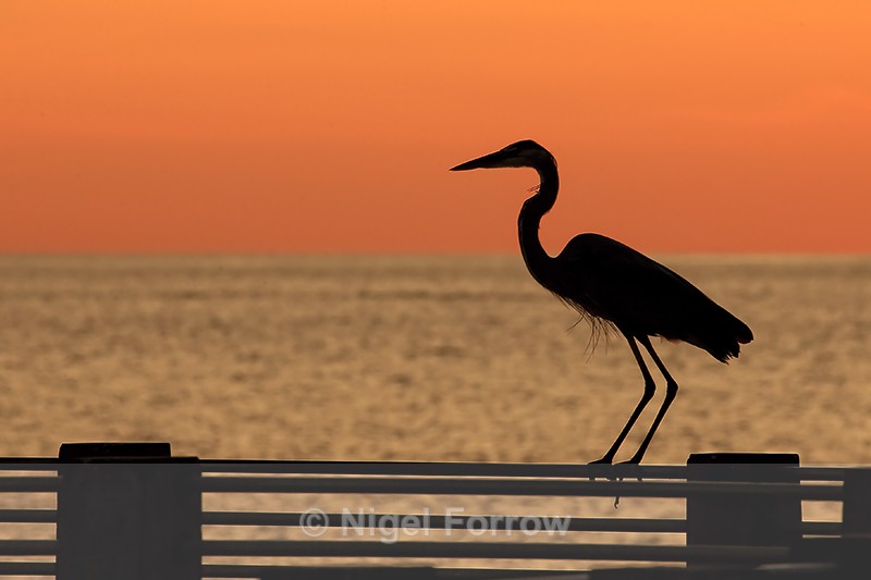 Great Blue Heron on pier, Fort De Soto, Florida - Great Blue Heron