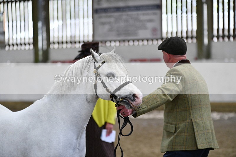 WJ5_5320 - Class 4 In hand M&M - small breeds