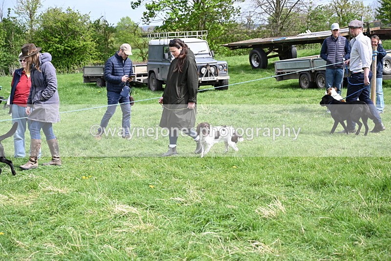 WJ6_8843 - Class 8 Best Working / Gun Dog or Bitch