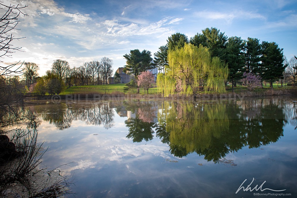 DSC_7176 - Trees
